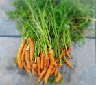 Carrot Danvers Heirloom 300  Seeds 100  Organic Non Gmo Grown In Usa