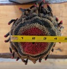 African Authentic Chief s Hat  3 Grassland Bamileke  Wool Hat   field Collected