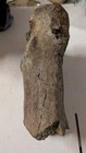 Partial Triceratops Metatarsal Bone Fossil Hell Creek Formation South Dakota 