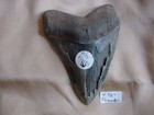  s299-200  Ten Rare Collection 10 Megalodon Bite Mark Fossil Shark Tooth Teeth