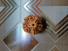 Big Size 5 Mukhi Rudraksha 24 Mm Size Nepal Origin Energized