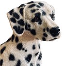 Vintage Living Stone 1989 Sitting Dalmation Dog Figurine 8 5  H X 7  L