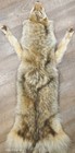 Coyote Pelt  Lifesize- W  Feet And Claws Attached