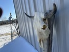 Steer Skull 21 1 2    Inch Wide Bull Horn Mounted Cow Head