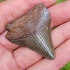 1 1 2     Megalodon Shark Tooth - Free Shipping  