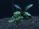 Bucephalandra K2 Live Aquatic Plants Epiphyte Freshwater Aquarium Plant Buce