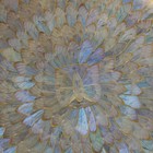 Vintage Blue Iridescent Morpho Butterfly Wing Plate - Aluminum Back Wall Plate