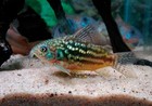 Pantanal Corydoras     Live Freshwater Fish  unsexed  Corydoras Pantanalensis