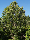 Japanese Raisin Tree  hovenia Dulcis  Tasty  Apiarists Only Actually Viable Seed