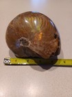 Rare Opalized  Ammonite Fossil From Madagascar      4in 5in 2in