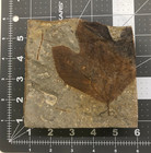  66 Million Year Old Leaf Fossil -- Macginitiea Nobilis