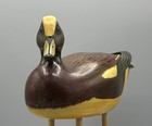 Menmin Brabaw  Harsens Island  Lake Saint Clair Michigan Widgeon Drake