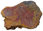 Araucarioxylon Petrified Wood Polished Slab Tecovas Formation Texas 1552g Red