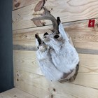       authentic Jackalope Lovecourt Taxidermy Mount     Original Wyoming     Lodge Decor
