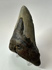 Megalodon Shark Tooth 4 45 Inch - Pathological - Unique Fossil - Authentic 17630