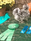 12 Silkie  Satin  Showgirl  Frizzle Fertile Chicken Eggs- Npip Certified