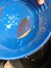 Gold Mine  Mining Claim  Gold- Forest  California 