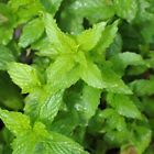 Spearmint Herb Seeds  Mentha Spicata  Non-gmo  Variety Sizes  Free Shipping