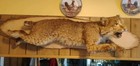 Taxidermy Bobcat