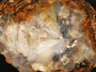 Nice Bark  Big Polished Rainbow Petrified Wood Roller Fossil Arizona 5395gr