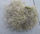 Spanish Moss Florida For Decor Or Arts-n-crafts- 1 Bag box Full