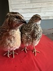 36 Coturnix Quail Fertile Hatching Eggs  Npip Certified Game Farm