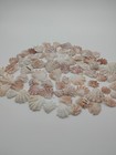 75 Small Pink White Scallop Seashells Natural Beach Shells Crafts Decor Lot