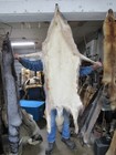 Tanned Super Sized  Coyote Pelt With Feet  Thick Winter Fur