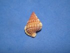 Gyrineum Roseum  reeve 1844   beautiful Colors    17 3mm 