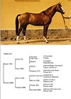 5 Swedish Horse Postcards