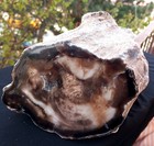 10 Lb 10 Oz Natural Rare Opalized Mirror Polished Big Petrified Wood Uv Reactive