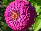 100 Lavender Zinnia Seeds   2026 Sale Free Shipping Non Gmo Heirloom