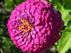 100 Lavender Zinnia Seeds   Sale Free Shipping Non Gmo Heirloom