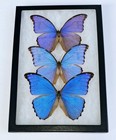  Blue Morpho Didius   Morpho Godarti Mounted Riker Framed Condition A-2