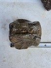 Massive Tylosaurus Rex Caudal Tail Vertebrae Tx Ozan Fossil Mosasaur 