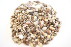 2 Lbs Tiny Indian Ocean Micro Shells 1 4-5 8  Size Beach Wedding Crafts Bulk