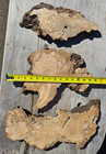 Live Edge Ink Line Spalted Alder Wood Set Of Three Slabs