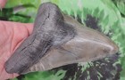 Megalodon Sharks Tooth 6  Inch Very Nice No Restorations Fossil Sharks Teeth