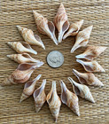 20 Medium Turris Sea Shells 1-3 4    Up To 2-1 2  Tall - Great For Crafting 