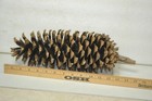 Large Pine Cone Northwest High Cascades Naturally Seasoned Pine Cone 12-14 