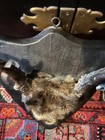 Vintage Whitetail Deer Antler And Scalp Mount 8 Point Cabin Rustic Taxidermy Old