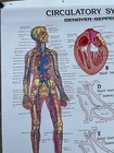 Vintage 1990 Denoyer Geppert 44  X 36  Medical Anatomy Circulatory System Poster