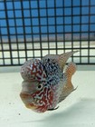 Flowerhorn Live Fish