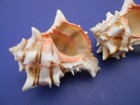 Murex Brassica Shell 3-4   Coastal Arts And Crafts Decorating Hermit