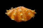 Sea Shell-  Bivalvia Squamosa  - 56 Mm 