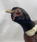 Male Ring-necked Pheasant On Natural Wood Base