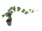 English Ivy   Hedera Helix - 25 50 100 200 Bare Roots Available