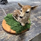 Whitetail Deer Fawn Life-size Taxidermy Mount For Sale