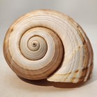 Vintage 7  Tun Turbo Snail Sea Shell Nautical Tropical 6  W 5  T Brown Natural 
