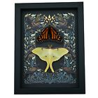 Gothic Ravens Monarch Butterfly Luna Moth Set Real Framed Taxidermy Display
